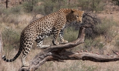 Bất ngờ bị báo tấn công, người đàn ông 45 tuổi tử vong thương tâm