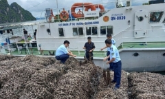 Hơn 63 tấn hàu giống không rõ nguồn gốc xuất xứ bị phát hiện