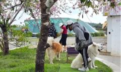 2 thanh niên dắt chó chiếm chỗ cây mai anh đào tại quảng trường Lâm Viên