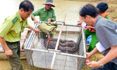 Tin tức thời sự ngày (13/11): Trăn đất nặng 26kg bò vào vườn nhà dân