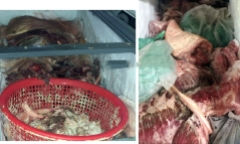Bình Phước: Tiêu hủy gần 800kg thịt heo nhiễm dịch tả lợn châu Phi