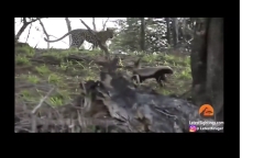 Video: Cầy mangut đụng độ rắn hổ mang cực độc và cái kết khó tin