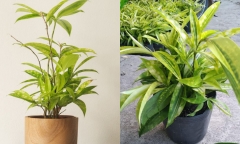 Những ai nên trồng cây trúc nhật để thu hút tài khí?