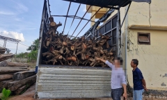 Tạm giữ gần 100 cây giáng hương không giấy tờ tại Gia Lai