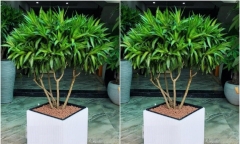 Có nên trồng cây trúc bách hợp ở trong nhà?