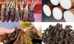 Loại củ ẩn mình dưới bùn lầy nhưng siêu tốt cho sinh lý “quý ông”