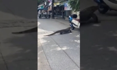 Cá sấu dạo chơi trên đường phố