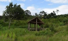 Bi kịch Tình- Tiền: Thi thể thiếu nữ 18 mang thai trên cây mít, dấu vết 