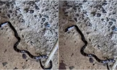 Bị rắn cạp nia cắn khi đang xem tivi nhưng không biết, 2 con trai tử vong, bố nguy kịch ở Ấn Độ