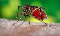 Bộ Y tế phản bác thông tin lan truyền bệnh Chikungunya xuất hiện tại Việt Nam