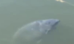 Clip: Choáng váng sinh vật khổng lồ dài hơn 60cm bơi lượn dưới kênh đào, bị nhầm là khúc gỗ trôi