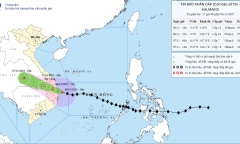 Đà Nẵng sau bão số 13 Kalmaegi: Loạt cây ven biển bật gốc, đường phố ngập rác