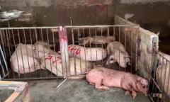 Vĩnh Phúc: Một cơ sở mua gom hơn 4.000 kg lợn và thịt lợn có triệu trứng bị bệnh