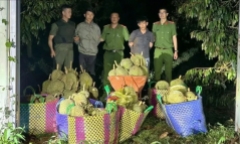 Bắt quả tang Nguyễn Văn Mến và Trần Bách Quí lái ô tô đi trộm 500kg sầu riêng