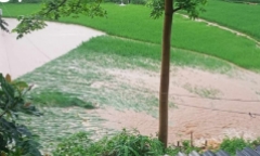 Mưa lớn, người phụ nữ Sơn La đi chăn bò bị lũ cuốn trôi 