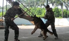 Huấn luyện viên của “lò” đào tạo “tên lửa có răng”