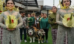 Indonesia: Bị chỉ trích vì tổ chức đám cưới xa hoa cho chó cưng