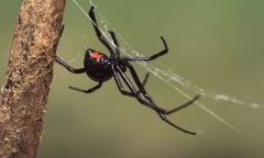 Bé trai 8 tuổi cho nhện độc cắn với mong muốn sở hữu siêu năng lực như “Spider Man”