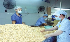 Thêm 1 doanh nghiệp Việt nghi bị lừa 2 container điều xuất sang UAE, Bộ Công thương khuyến cáo gì?