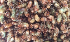 Nam thanh niên nhập viện cấp cứu vì ăn con vật quen thuộc cứ 