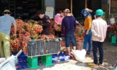 Lục Ngạn: Thông tin vải thiều bị ép giá thu mua 2.000 đồng/kg là sai sự thật