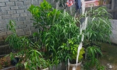 Phát hiện một hộ dân ở Thanh Hóa trồng cả trăm cây cần sa trong vườn nhà