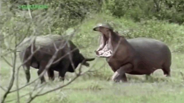 Video: Cả gan chọc giận hà mã, trâu rừng nhận bài học nhớ đời