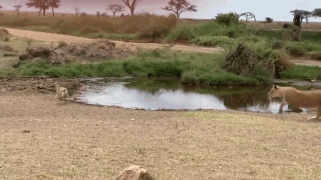 Video: Nhanh chân