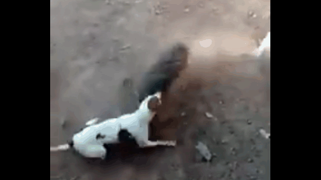 Video: Lợn rừng phản đòn cực gắt khi bị chó Pitbull truy sát