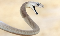 Đi lấy củi, 3 người trong gia đình bị rắn mamba đen cắn tử vong