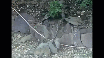 Video: Rợn người khoảnh khắc trăn khổng lồ bị cả cầy mangut lao vào tấn công