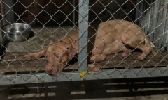 Vụ chó Pitbull cắn chết cụ bà 82 tuổi ở Bình Dương: Công an bảo vệ hiện trường để điều tra