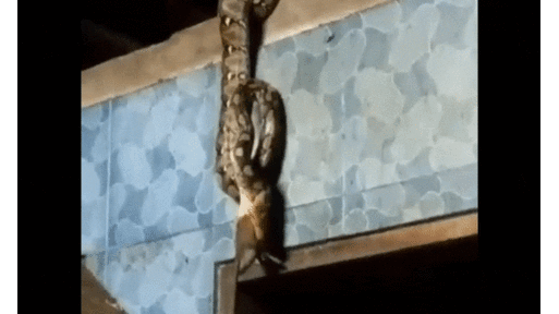 Vừa đi làm về, người đàn ông bắt gặp cảnh tượng kinh hoàng khó quên