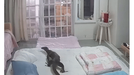 Thấy nhà bừa bộn, cô gái xem camera phát hiện con vật bò sát hoang dã lang thang ở phòng ngủ