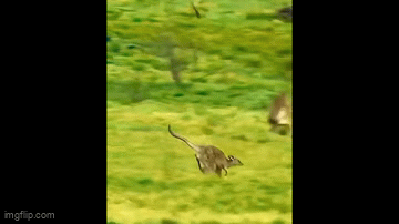 Video: Vụng về chuột túi mẹ làm rơi con khi chạy trốn