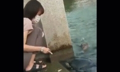 Video: Đang cho