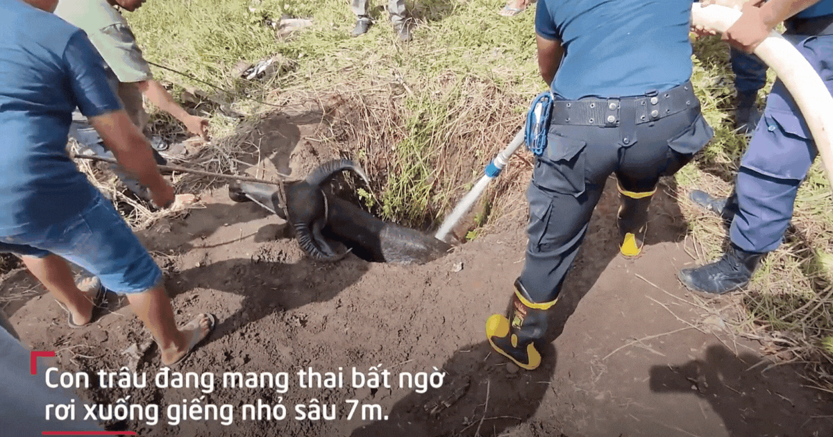 Video: Nghẹt thở giây phút cứu trâu mang thai bị kẹt dưới giếng sâu 7 mét