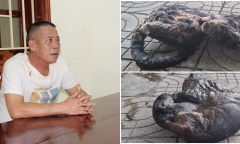 Tàng trữ 2 cá thể báo, người đàn ông bị khởi tố 