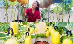 Tròn mắt trước vườn dưa sai trĩu quả trên sân thượng của cô gái Sài thành