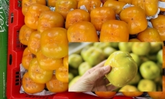 Hồng giòn Thái lần đầu xuất hiện ở chợ, lấn át hồng Đà Lạt