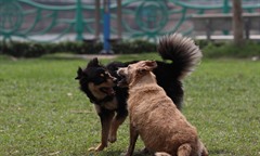 Làm rõ quy định về rọ mõm và xích giữ chó khi ra nơi công cộng