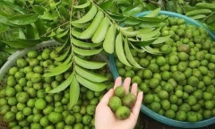 Ai không nên ăn sấu?