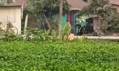Trâu điên trốn khỏi chuồng, 