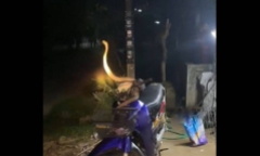 Phát hiện rắn hổ mang 