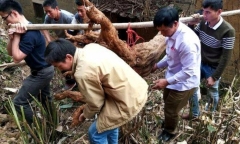 Lão nông đào trúng sắn dây 400kg sau ngôi nhà cổ, hóa ra là “kho báu” tiền tỷ