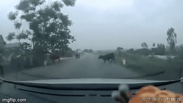 Video: Bò thả rông lao ra giữa đường gây tai vạ cho ô tô và xe máy