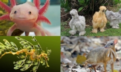 Những loại động vật độc-lạ khiến nhiều người ngỡ ngàng vì không ngờ chúng tồn tại