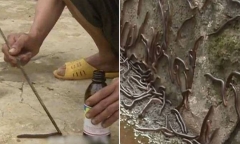 Cả vùng quê bị 