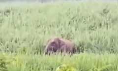 Con vật to lớn, 