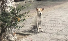 Ba trẻ nhỏ bị chó cắn khi đang chơi ngoài sân, một cháu 4 tuổi tử vong